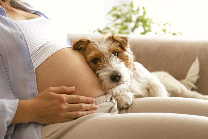 Babybauch an den sich ein Hund kuschelt