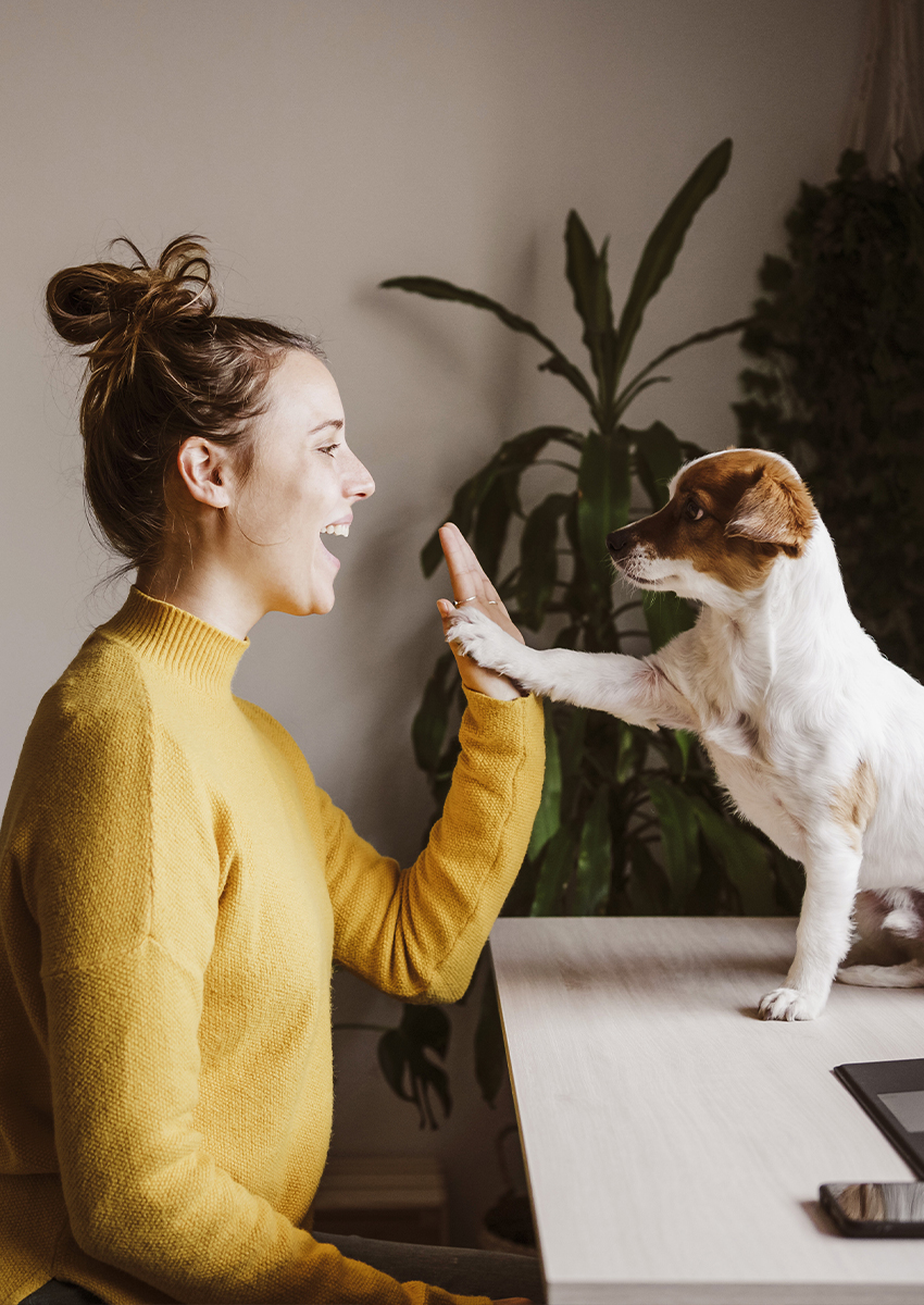 Eine Frau in einem gelben Pullover lächelt und gibt einem kleinen braun-weißen Hund, der mit seiner Pfote auf ihrem Finger an einem Schreibtisch steht, ein "High Five", und im Hintergrund steht eine Pflanze.